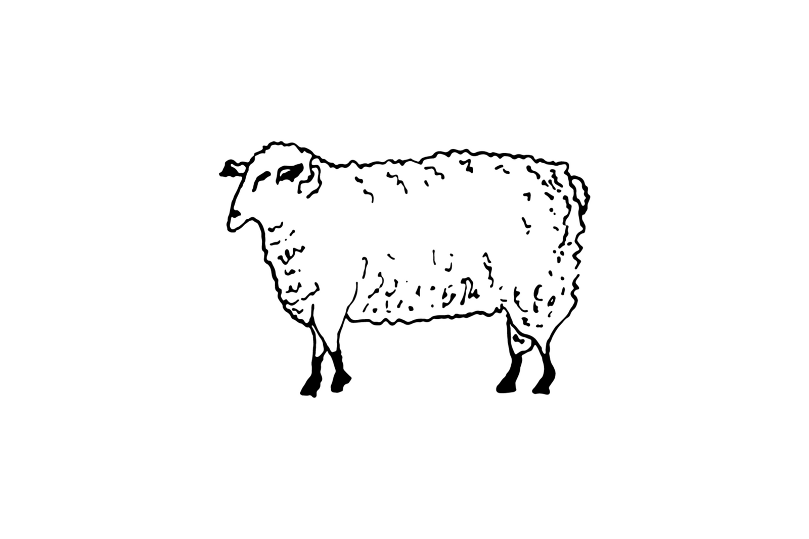 Sheep Wool