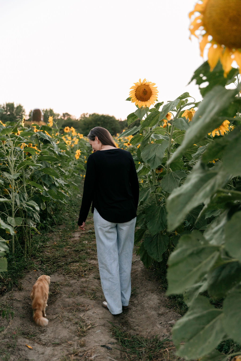 Woman wearing The Breezy Long-Sleeve Shirt in Black, walking in a sunflower field, seen from behind, next to an orange cat.